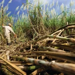 Más azúcar dominicana tendrá espacio en el mercado de EEUU